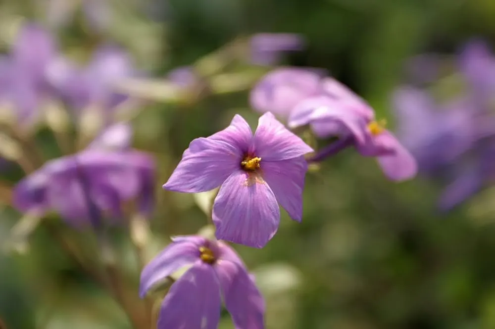 Creeping Phlox (Phlox Stolonifera 'Sherwood Purple') — In spring, vibrant purple flowers envelope the mat-forming perennial, drawing butterflies; this cultivar