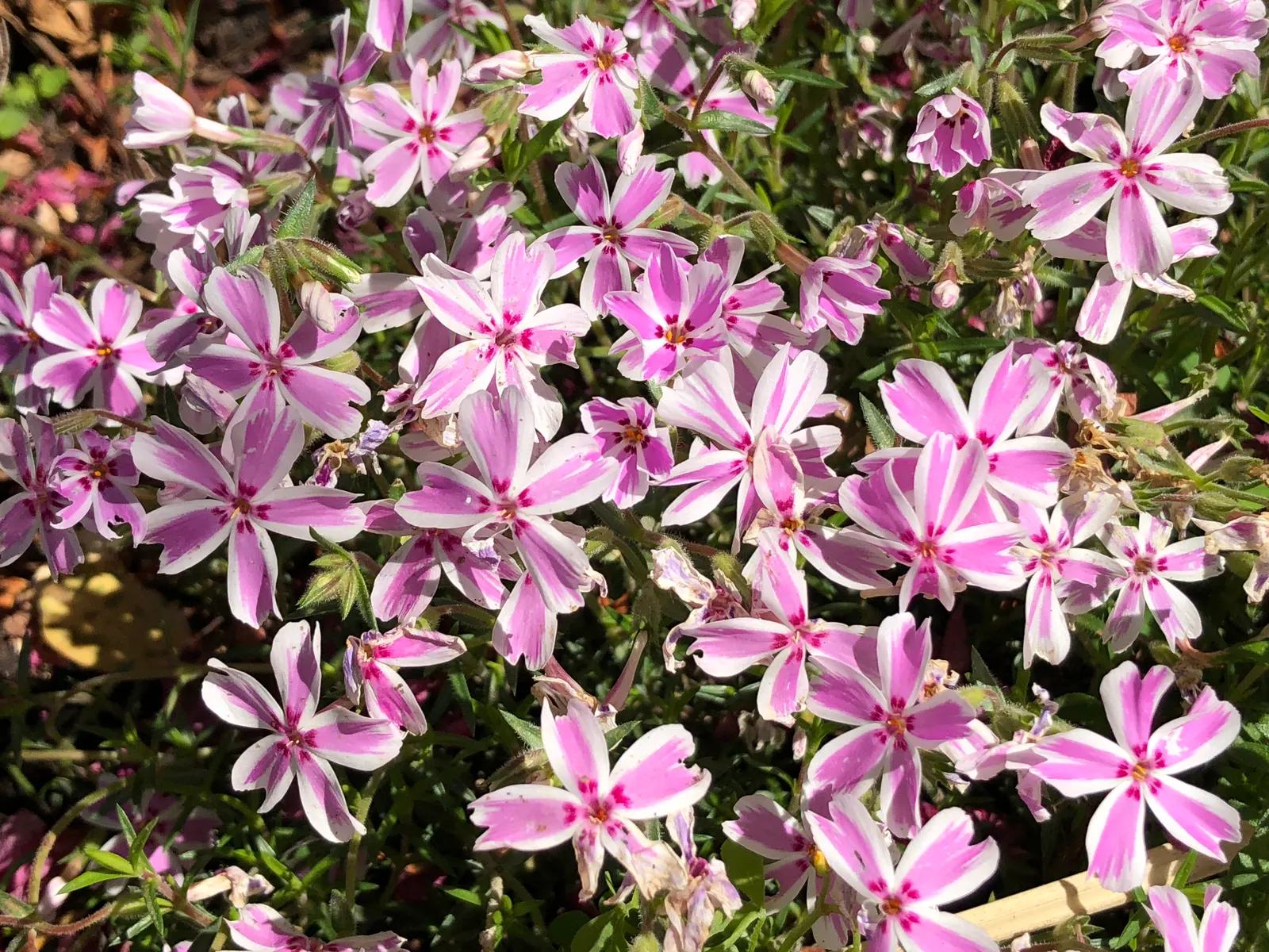 Creeping Phlox (Phlox Stolonifera 'Sherwood Purple') — Creeping Phlox 'Sherwood Purple' (Phlox stolonifera) is a charming groundcover, flourishing, image 25