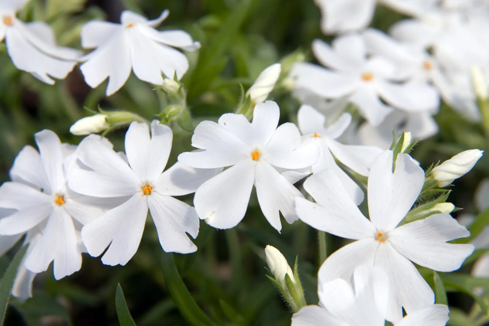 Creeping Phlox (Phlox Stolonifera 'Sherwood Purple') — preferring well-drained soil with moderate moisture.<br><br>Perfect for rock gardens