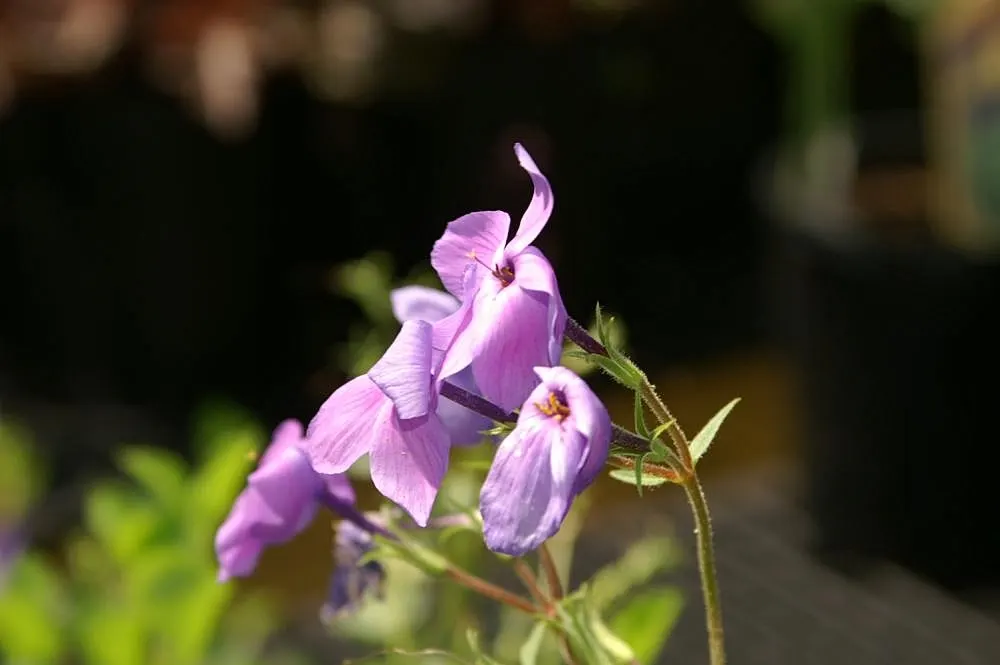 Creeping Phlox (Phlox Stolonifera 'Sherwood Purple') — deep purple flowers which bloom profusely in the spring; and they are artfully arranged in rounded