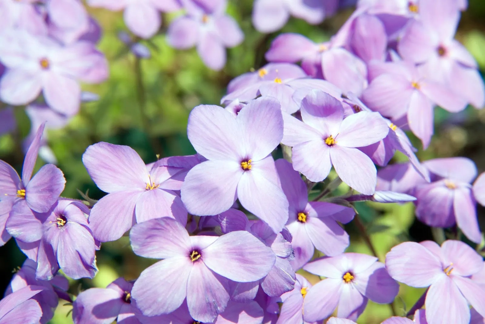 Creeping Phlox (Phlox Stolonifera 'Sherwood Purple') — ground cover / wildflower for deep shade or shade; phlox stolonifera 'Sherwood Purple' is sure to be a