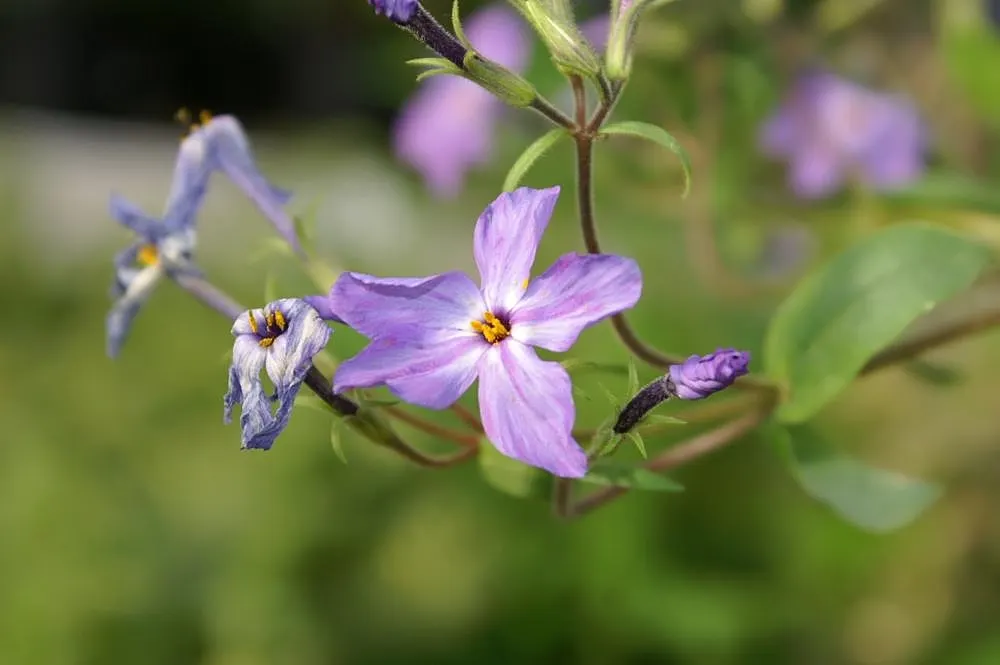 Creeping Phlox (Phlox Stolonifera 'Sherwood Purple') — Low maintenance, ideal for rock gardens, borders, or slopes to control erosion; this mat-forming