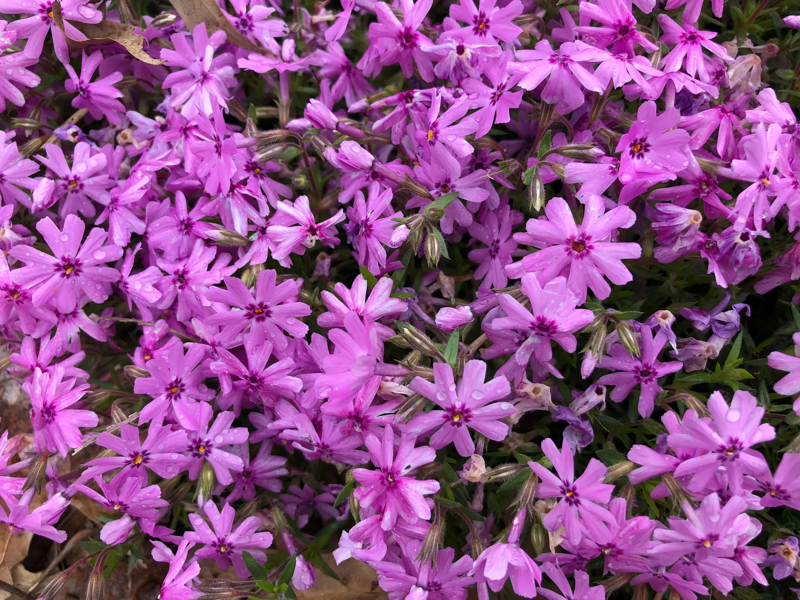 Creeping Phlox (Phlox Stolonifera 'Sherwood Purple') — Each individual flower spans approximately 0.75 to 1 inch across; it spreads 12-24 inches, reaching 6