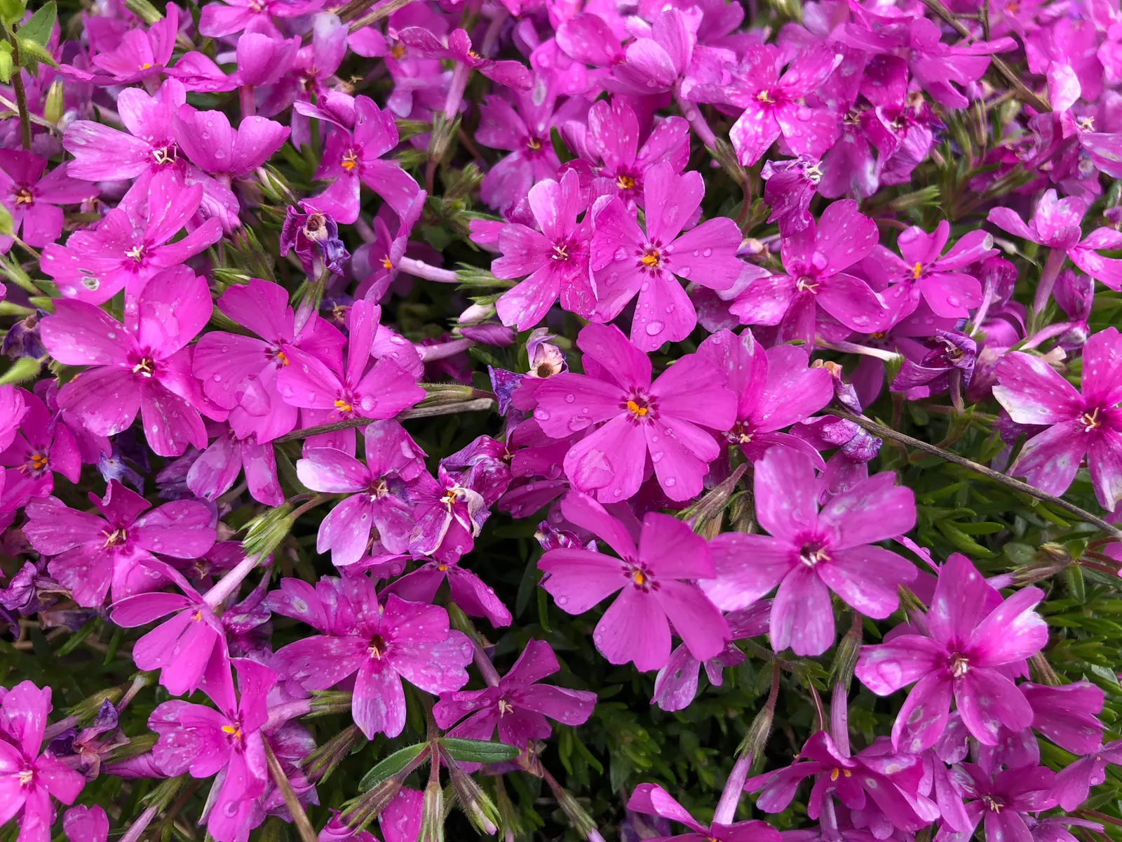 Creeping Phlox (Phlox Stolonifera 'Sherwood Purple') — ground cover / wildflower with purple blooms