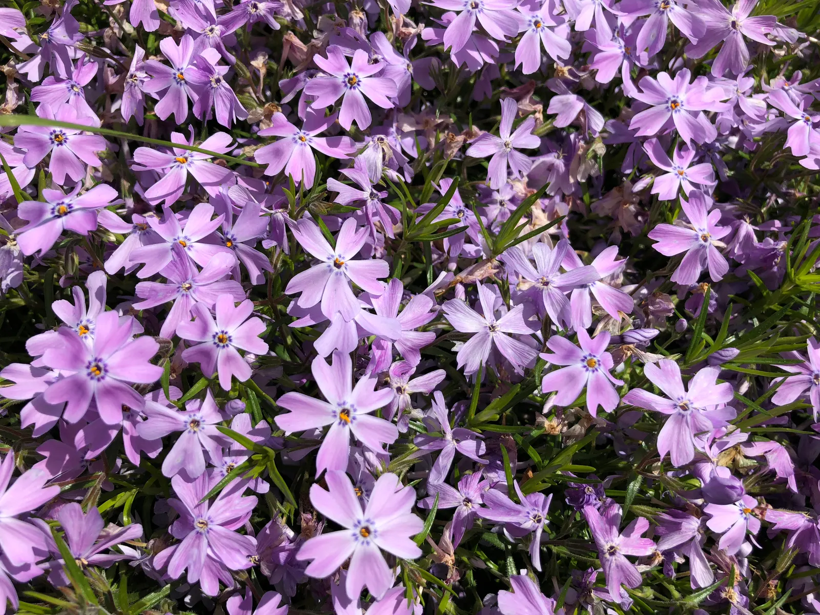 Creeping Phlox (Phlox Stolonifera 'Sherwood Purple') — Phlox stolonifera 'Sherwood Purple' is sure to be a standout in any garden arrangement