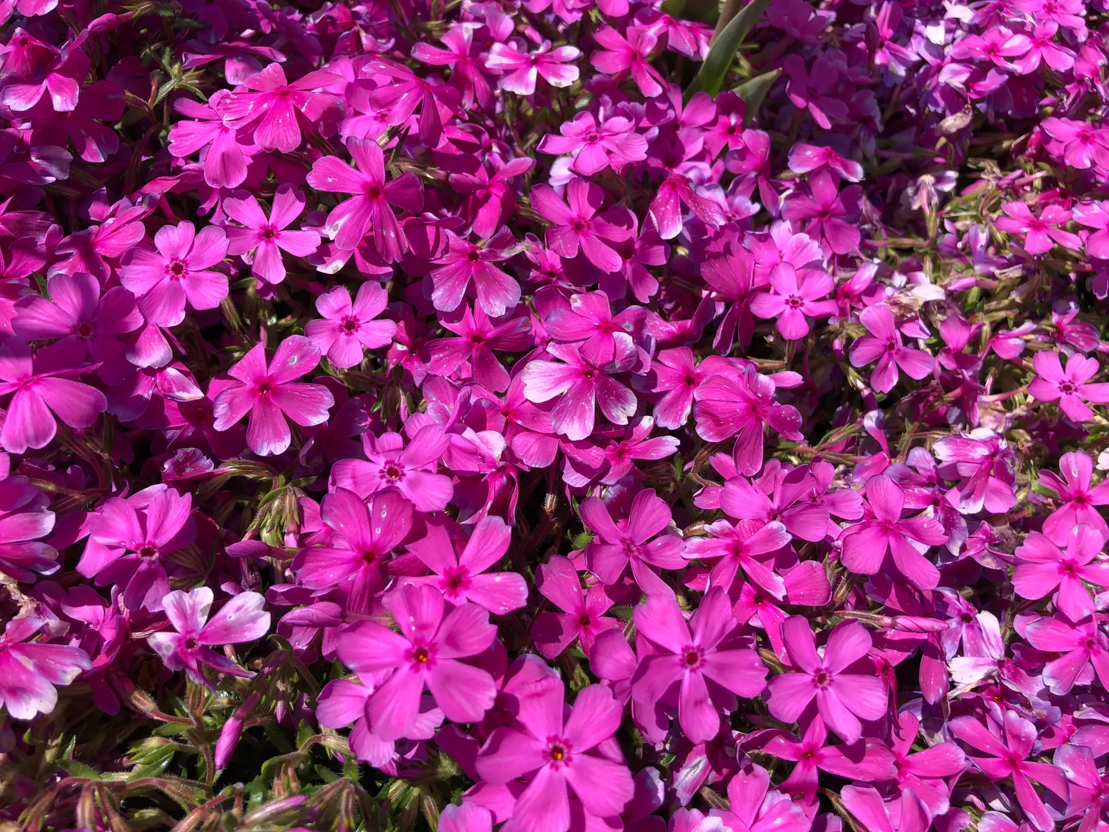 Creeping Phlox (Phlox Stolonifera 'Sherwood Purple') — this cultivar also offers excellent resistance to deer and tolerates light foot traffic
