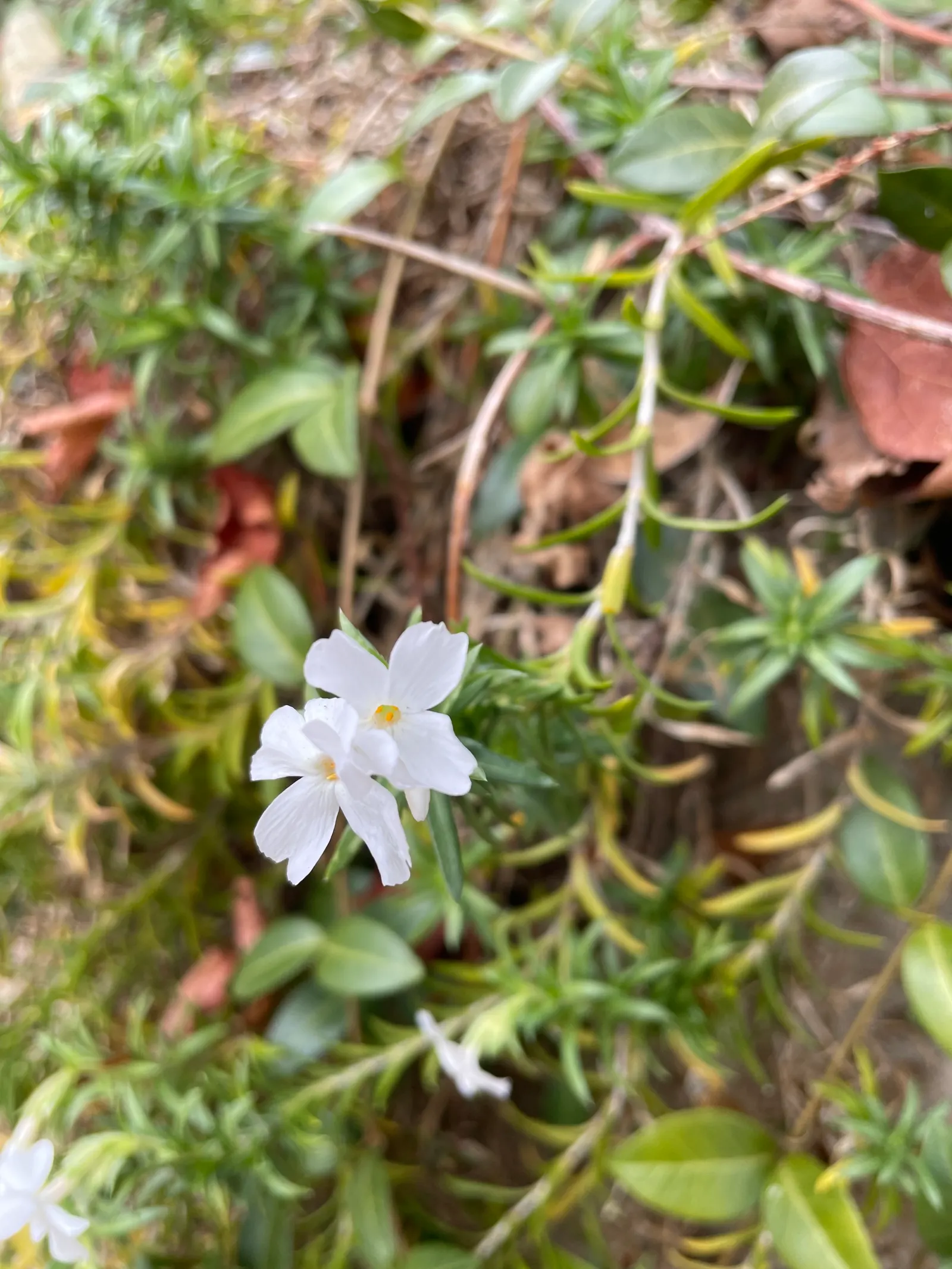 Creeping Phlox (Phlox Stolonifera 'Sherwood Purple') — Creeping Phlox thrives in USDA Hardiness Zones 3 through 8; evergreen that provide a lush backdrop