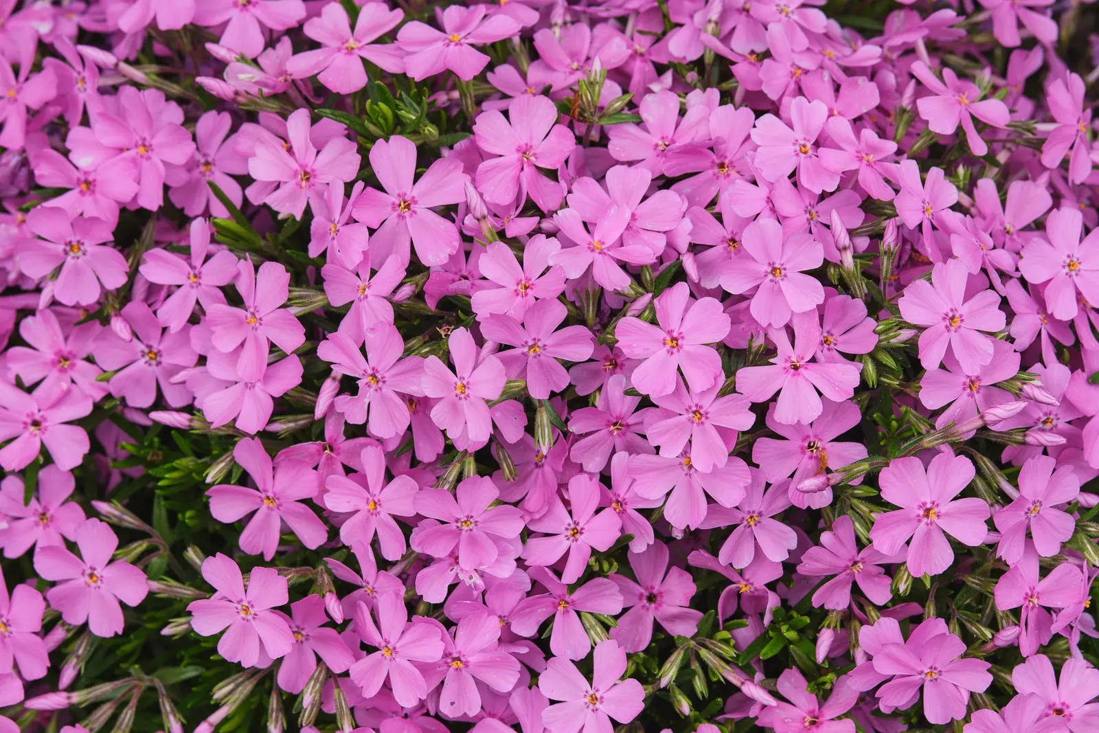 Creeping Phlox (Phlox Stolonifera 'Sherwood Purple') — and they are artfully arranged in rounded clusters atop slender; deep purple flowers which bloom