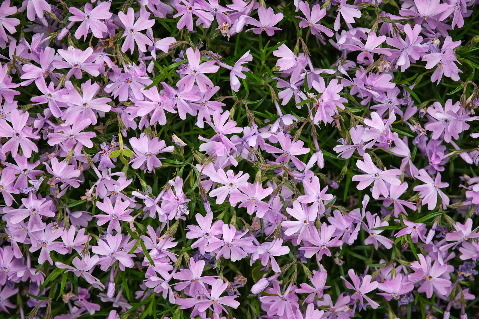 Creeping Phlox (Phlox Stolonifera 'Sherwood Purple') — scientifically named Phlox stolonifera 'Sherwood Purple'; purple flowers in the garden
