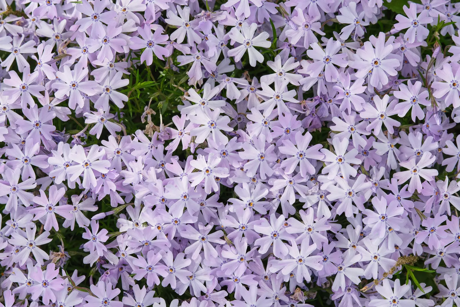 Creeping Phlox (Phlox Stolonifera 'Sherwood Purple') — Prefers well-drained soil, full sun to part shade; creeping Phlox 'Sherwood Purple' (Phlox stolonifera)