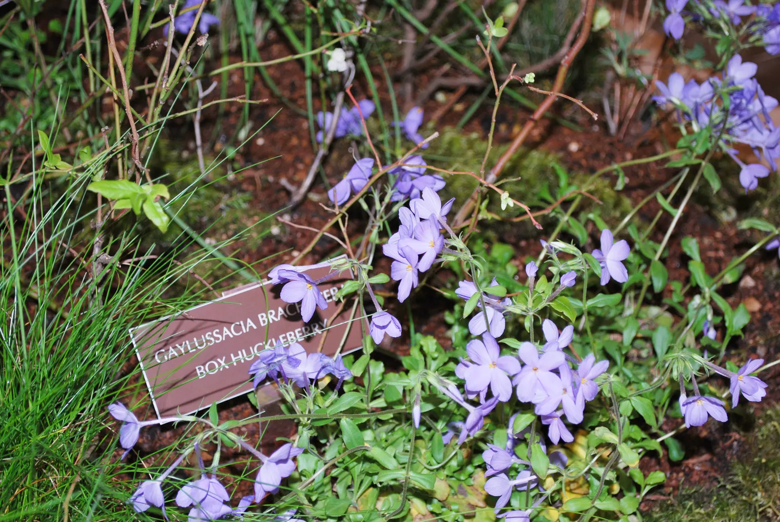 Creeping Phlox (Phlox Stolonifera 'Sherwood Purple') — It spreads 12-24 inches, reaching 6 inches in height, with needle-like foliage; each individual flower