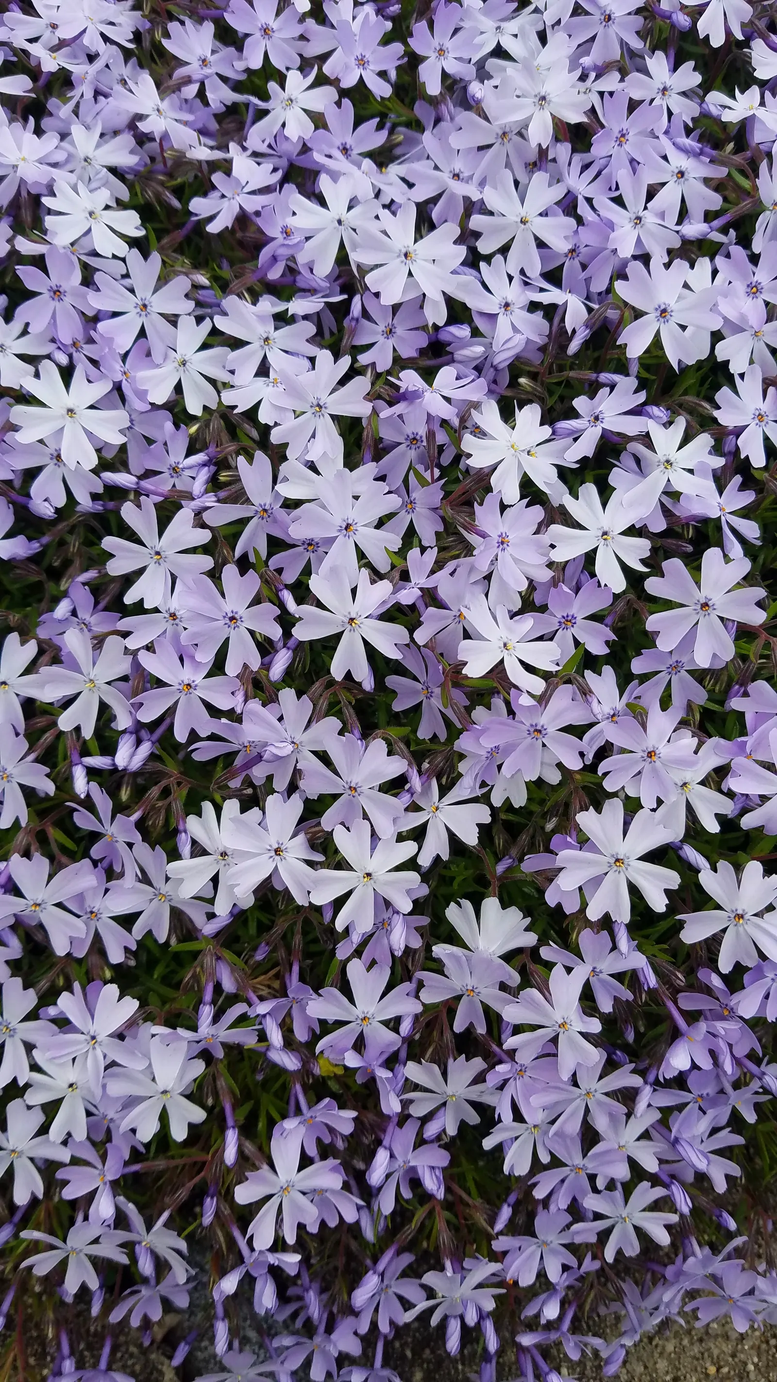 Creeping Phlox (Phlox Stolonifera 'Sherwood Purple') — Creeping Phlox thrives in USDA Hardiness Zones 3 through 8