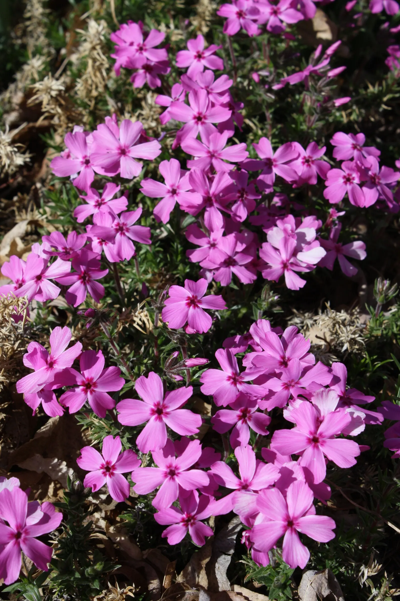 Creeping Phlox (Phlox Stolonifera 'Sherwood Purple') — ground cover / wildflower for deep shade or shade