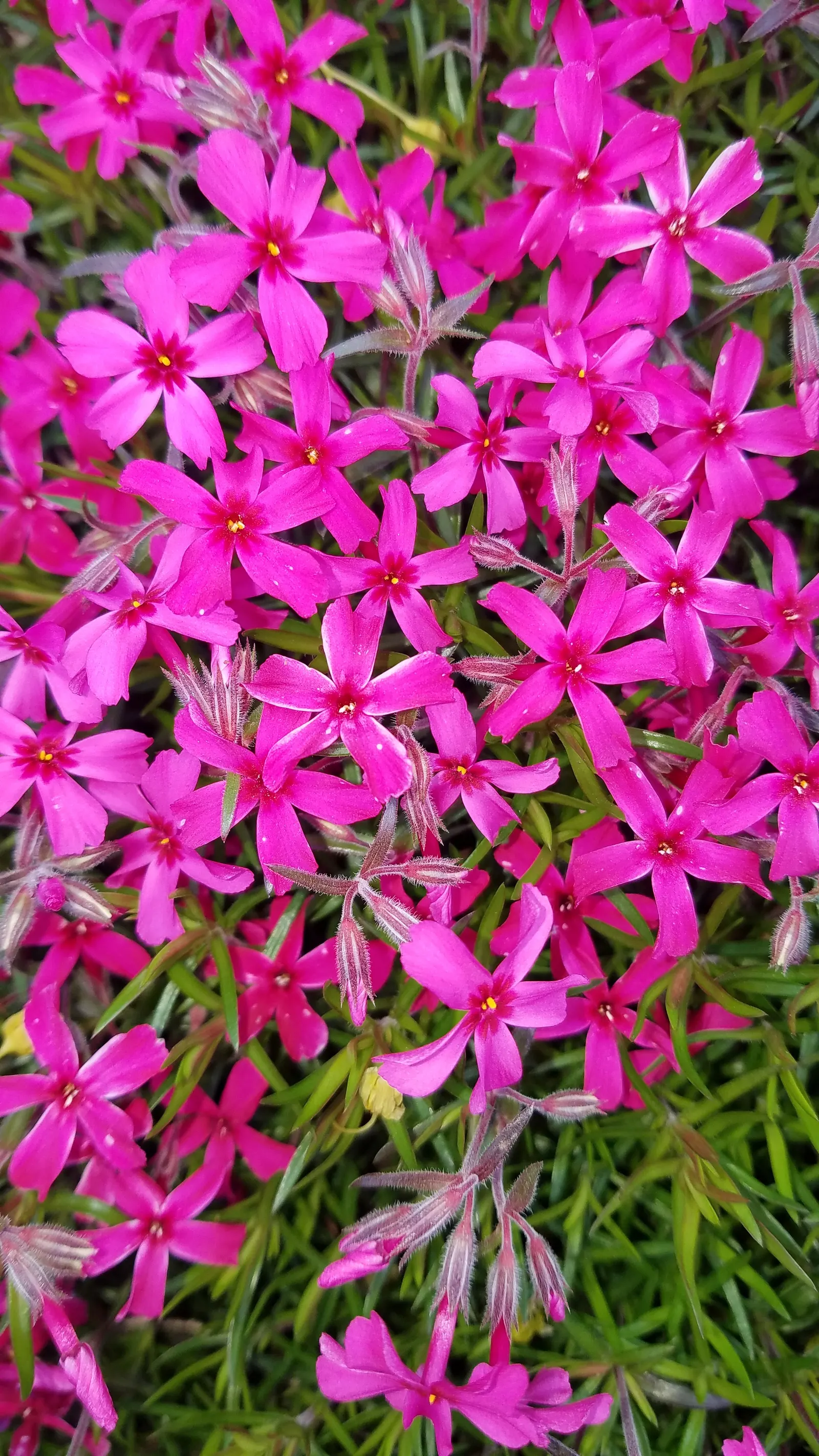 Creeping Phlox (Phlox Stolonifera 'Sherwood Purple') — evergreen that provide a lush backdrop year-round