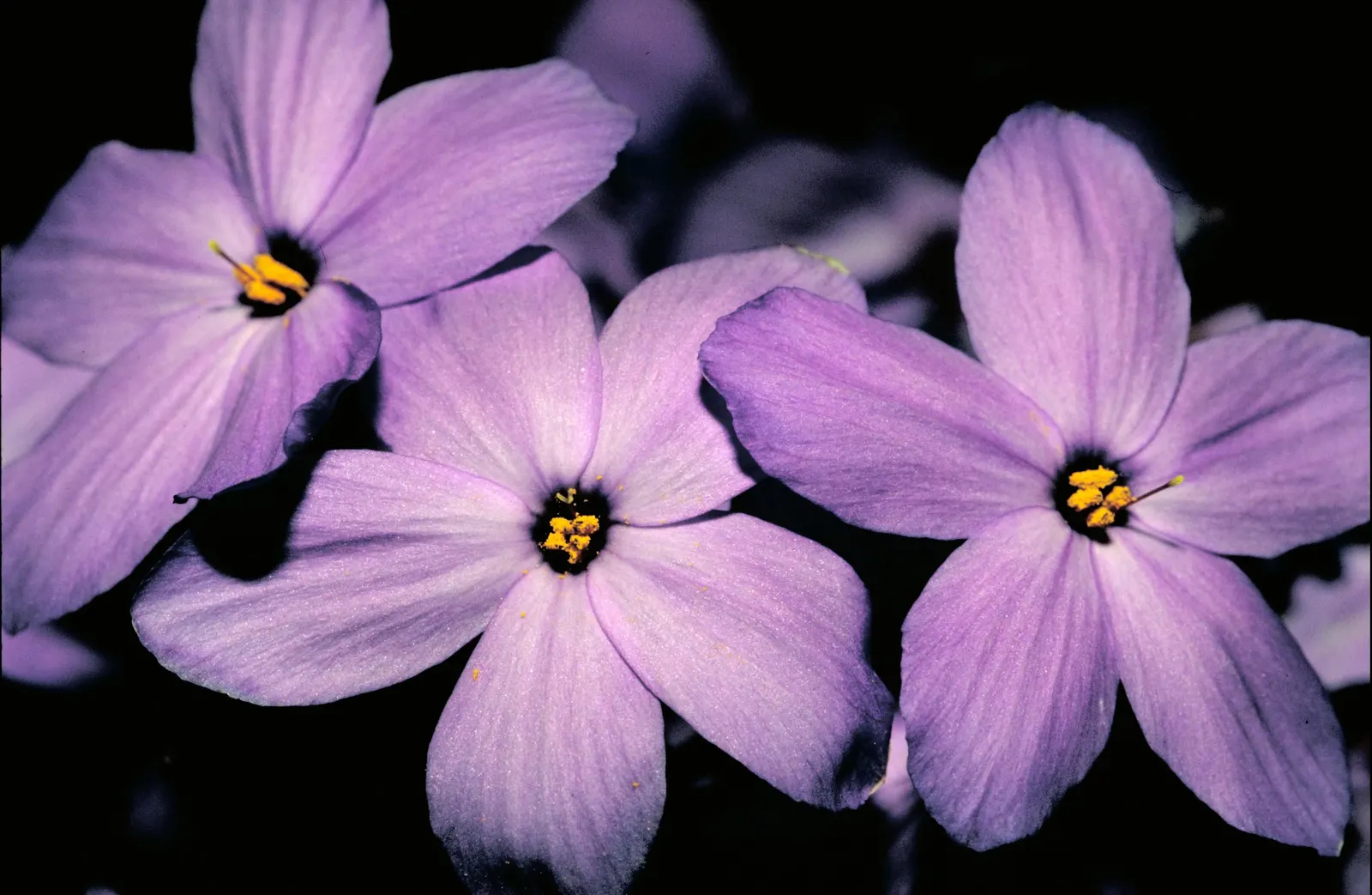 Creeping Phlox (Phlox Stolonifera 'Sherwood Purple') — With its lush foliage and vivid blooms