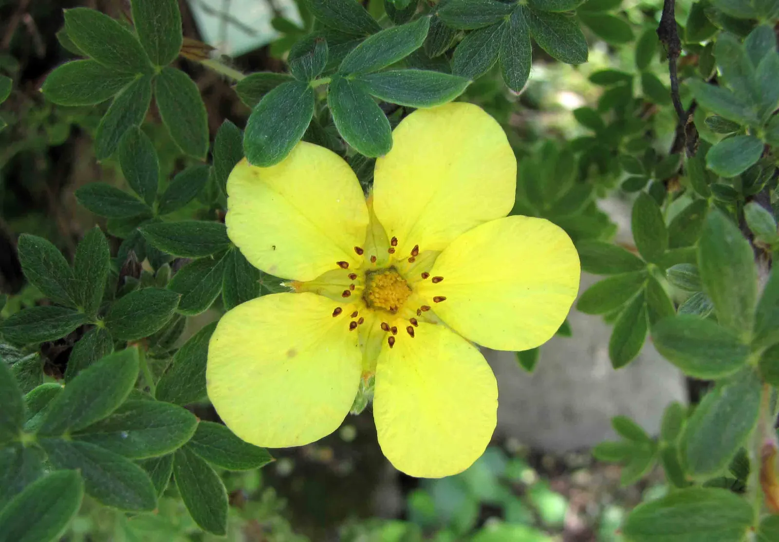 Dwarf Yellow Potentilla (Potentilla Fruticosa) — ensuring a bright and healthy garden aesthetic