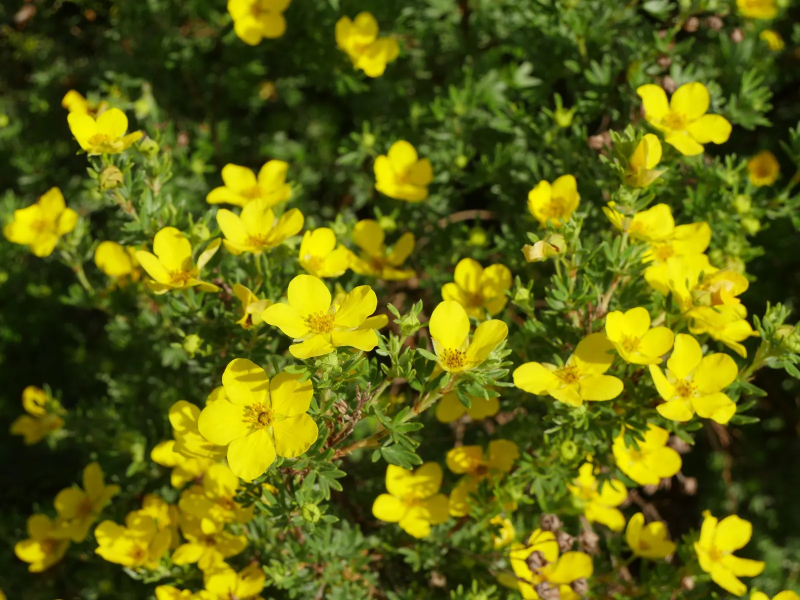 Dwarf Yellow Potentilla (Potentilla Fruticosa) — Hardy in USDA zones 2-7, it thrives in full sun to part shade and tolerates a range of soils; the Dwarf Yellow