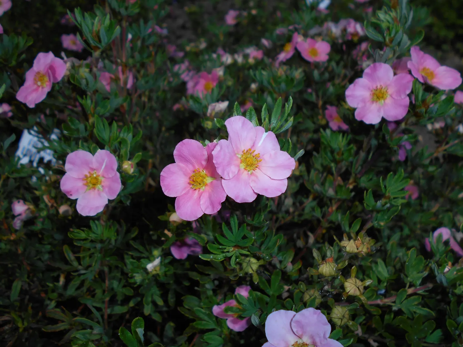 Dwarf Yellow Potentilla (Potentilla Fruticosa) — It prefers full sun to light shade and is highly tolerant of various soil types; only requiring occasional