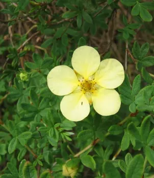 Dwarf Yellow Potentilla (Potentilla Fruticosa) — deciduous shrub reaching 1-3 feet in height with a similar spread