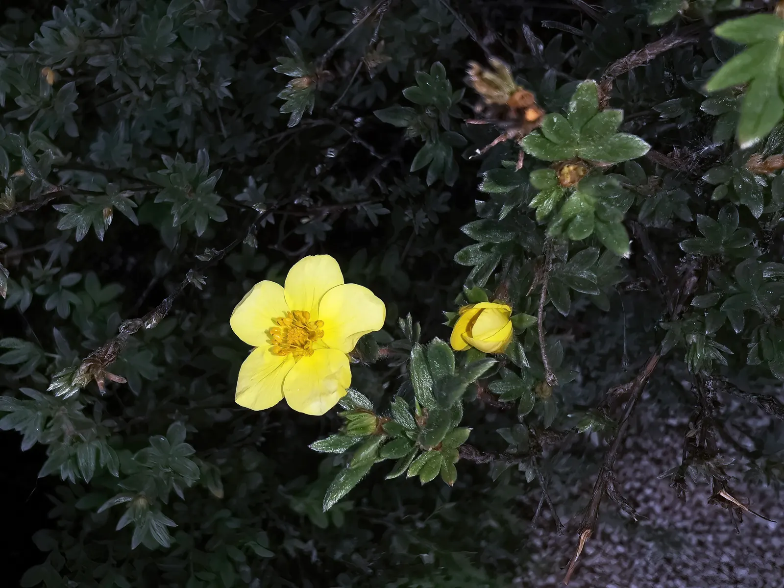 Dwarf Yellow Potentilla (Potentilla Fruticosa) — ensuring a bright and healthy garden aesthetic; shrub for full