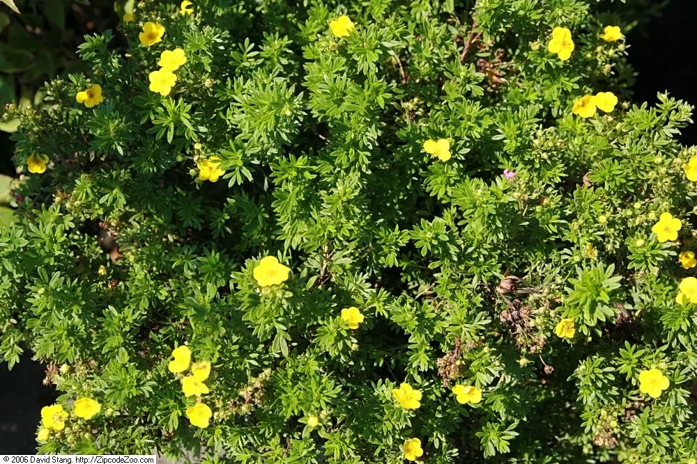 Dwarf Yellow Potentilla (Potentilla Fruticosa) — each comprising five delicate petals; its compact form makes it ideal for borders and low hedges, image 56