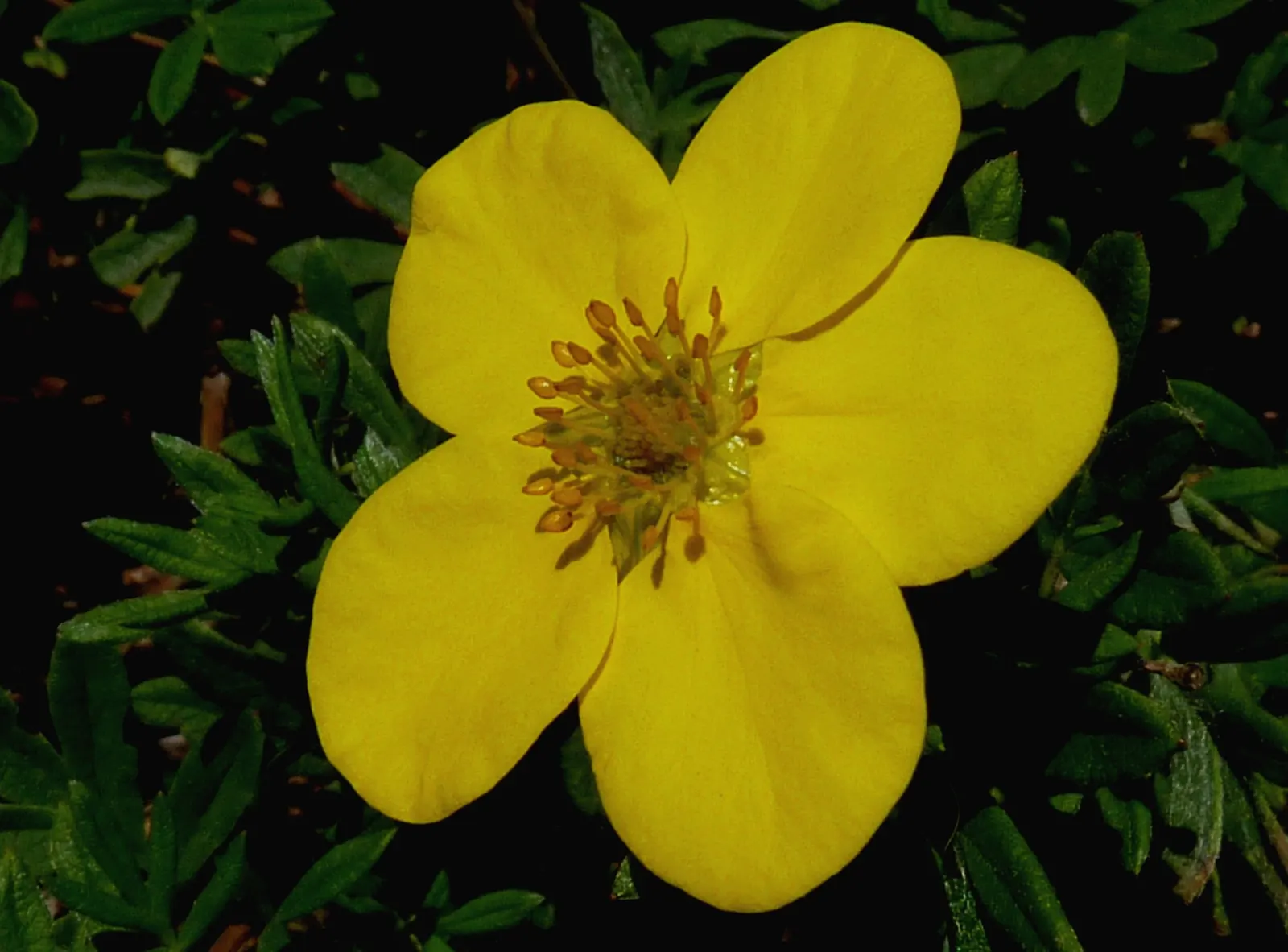 Dwarf Yellow Potentilla (Potentilla Fruticosa) — it is as functional as it is charming