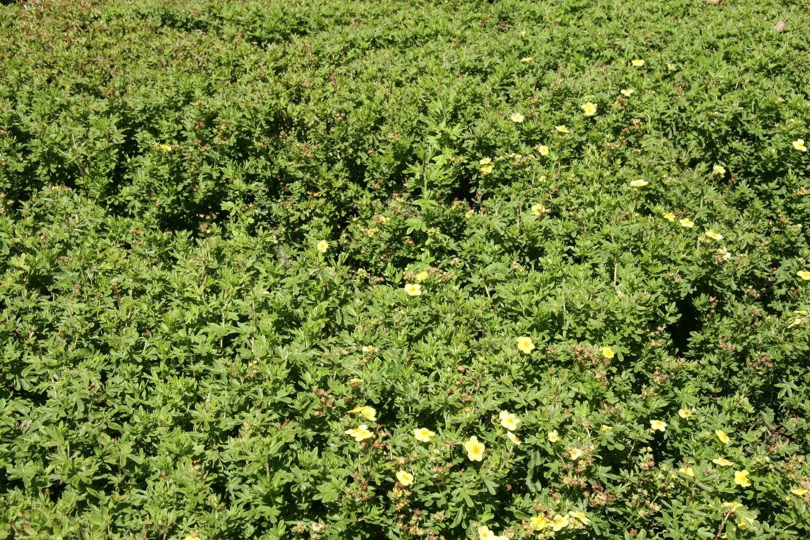 Dwarf Yellow Potentilla (Potentilla Fruticosa) — without the concern of overwhelming the garden