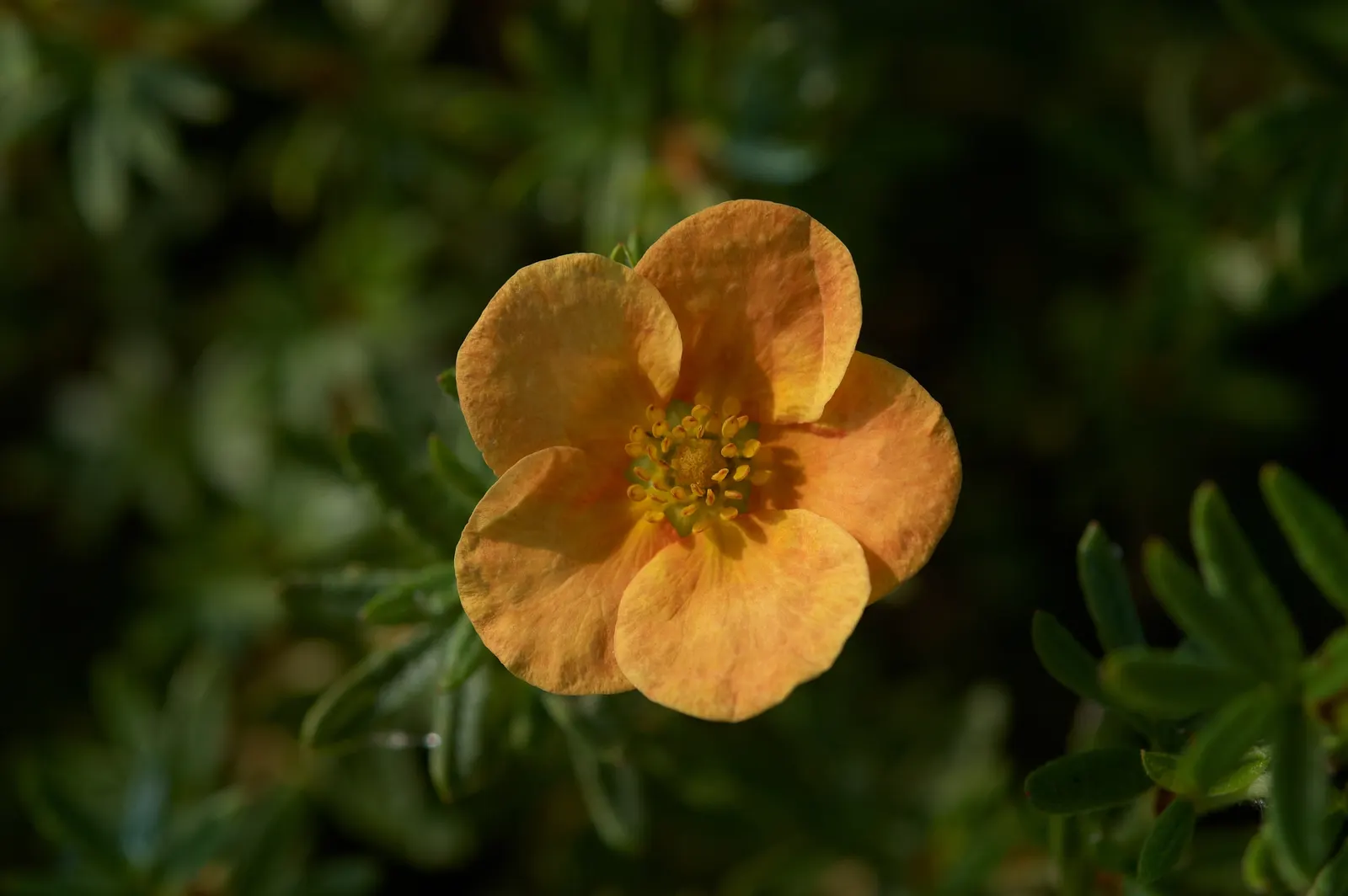 Dwarf Yellow Potentilla (Potentilla Fruticosa) — each comprising five delicate petals