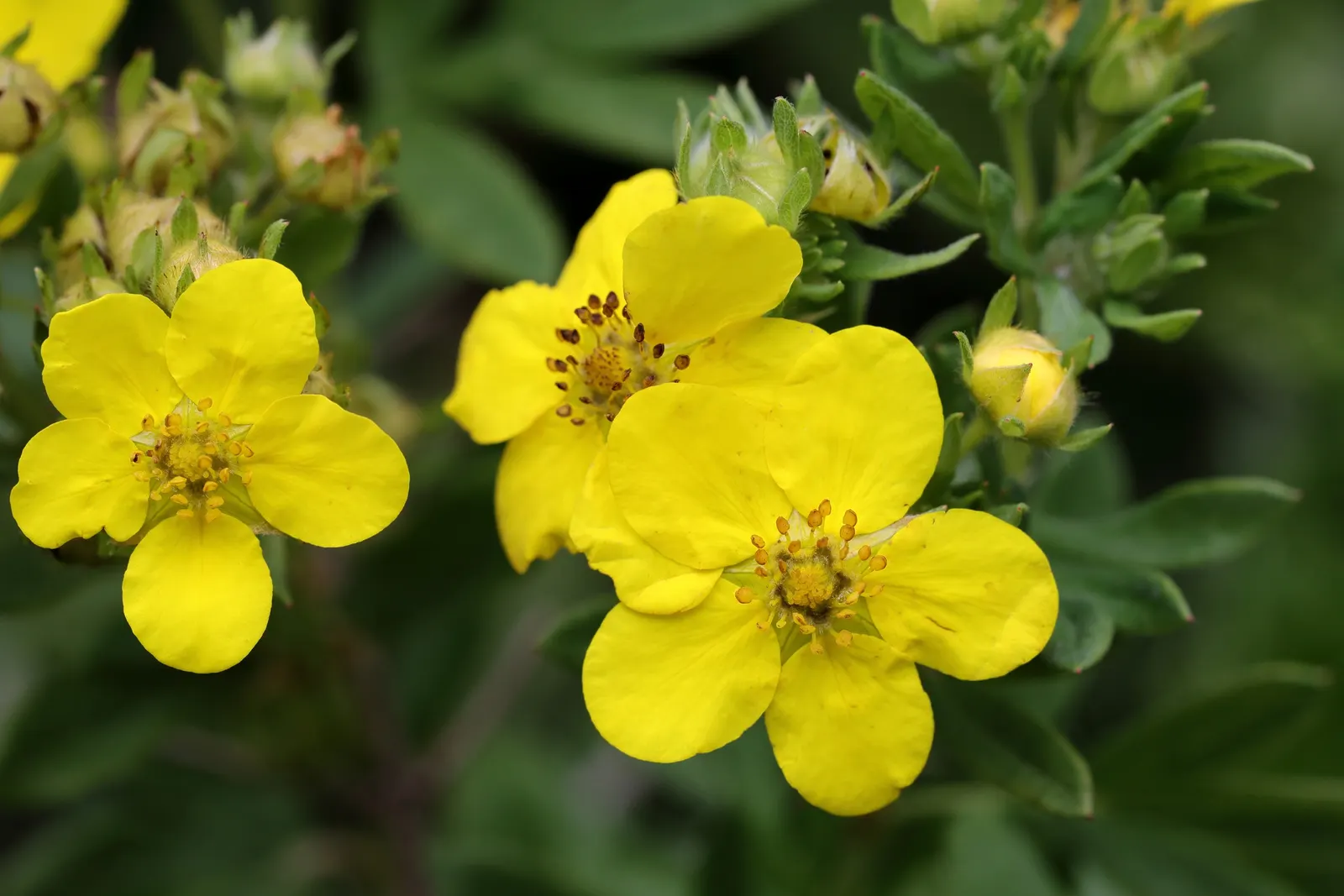 Dwarf Yellow Potentilla (Potentilla Fruticosa) — shrub for full; ensuring a bright and healthy garden aesthetic