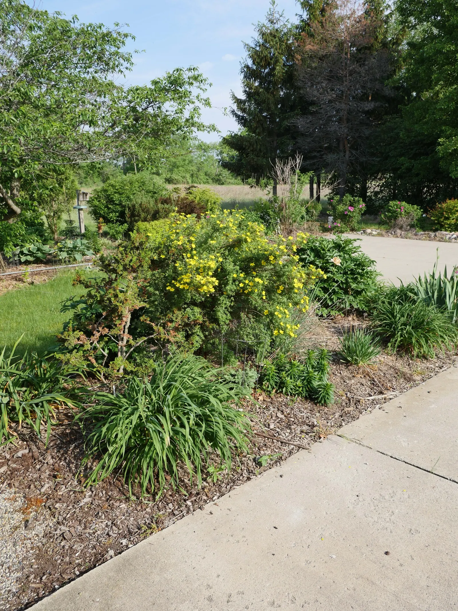Dwarf Yellow Potentilla (Potentilla Fruticosa) — bloom profusely from early summer until the first frost; which speaks to its cold-hardiness and adaptability