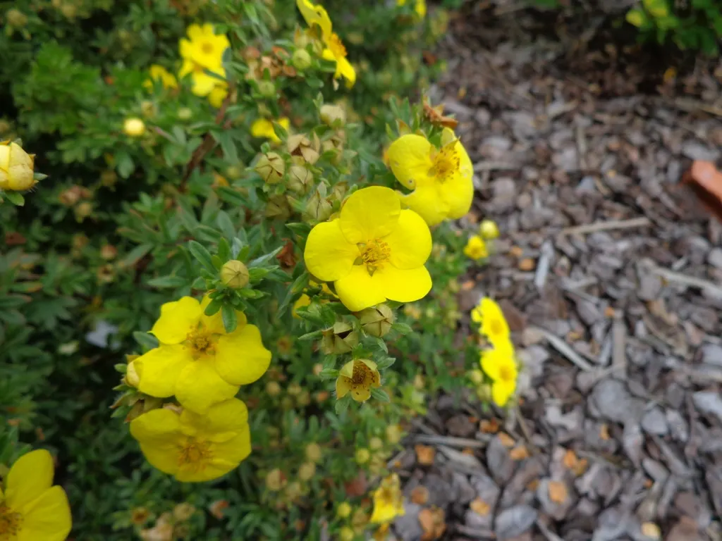Dwarf Yellow Potentilla (Potentilla Fruticosa) — Hardy in USDA zones 2-7, it thrives in full sun to part shade and tolerates a range of soils