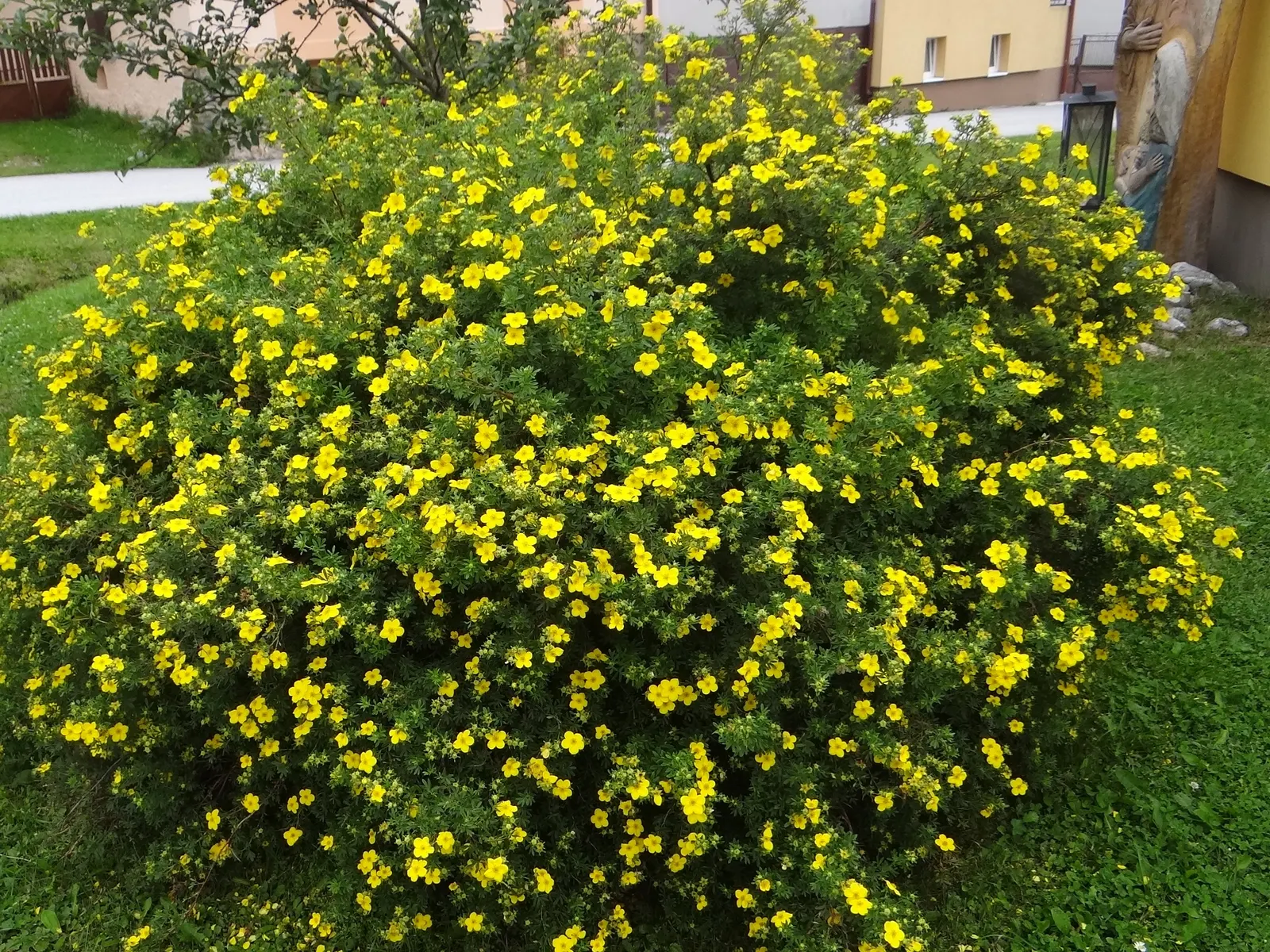 Dwarf Yellow Potentilla (Potentilla Fruticosa) — It prefers full sun to light shade and is highly tolerant of various soil types; only requiring, image 61