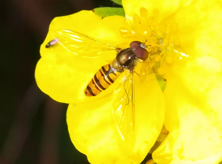 Dwarf Yellow Potentilla (Potentilla Fruticosa) — scientifically known as Potentilla fruticosa