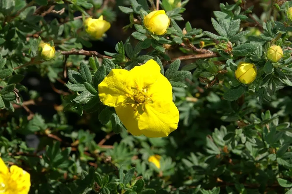 Dwarf Yellow Potentilla (Potentilla Fruticosa) — Attractive to butterflies and resistant to pests and diseases