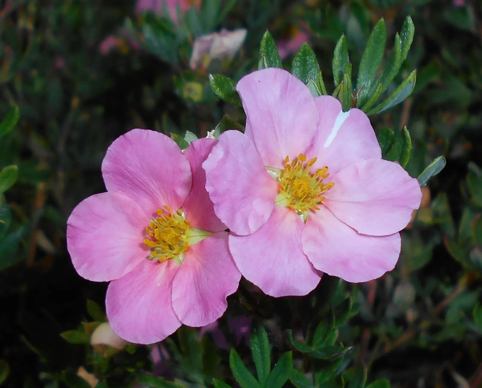 Dwarf Yellow Potentilla (Potentilla Fruticosa) — The Dwarf Yellow Potentilla (Potentilla fruticosa) is a dense
