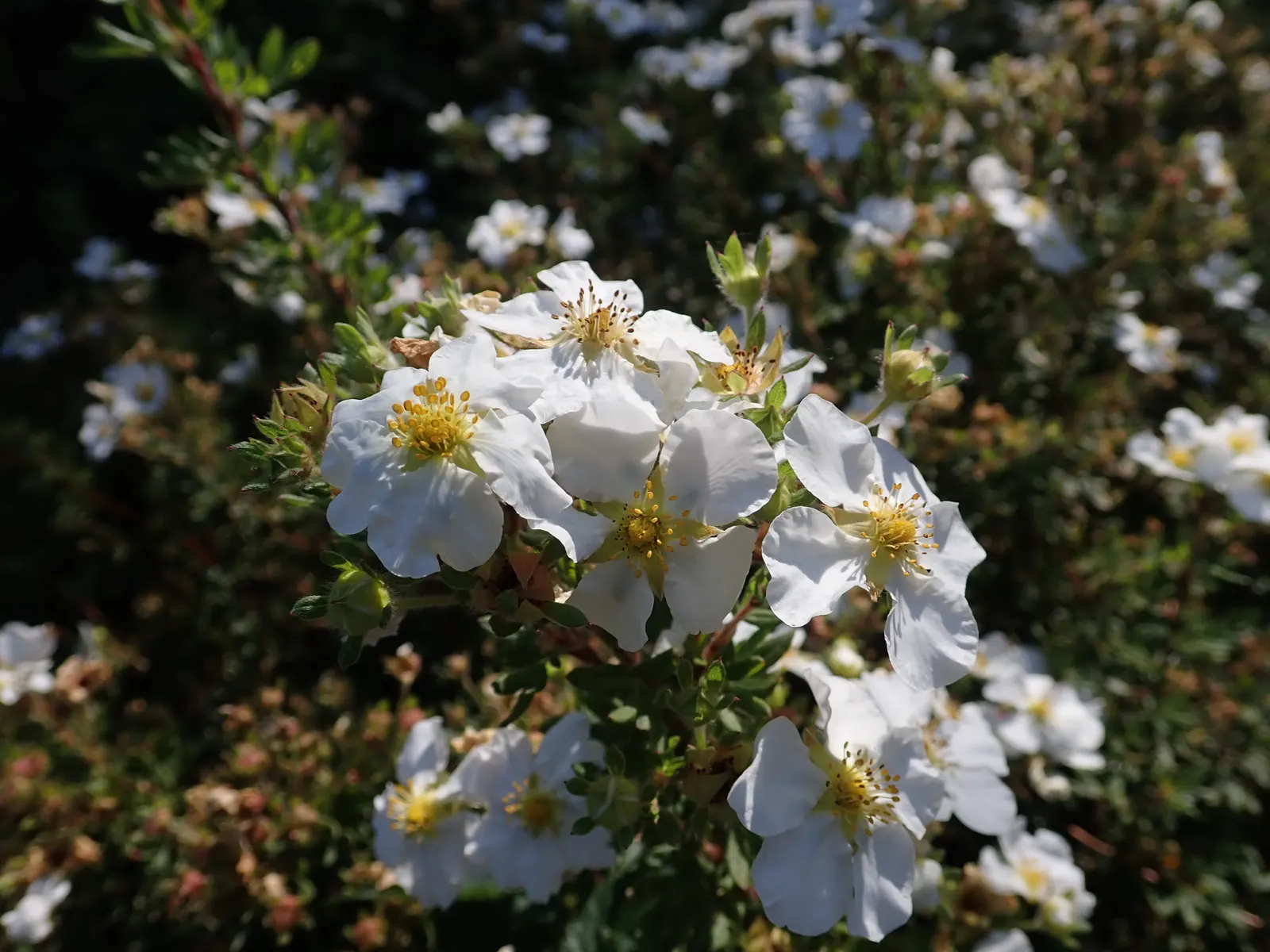 Dwarf Yellow Potentilla (Potentilla Fruticosa) — only requiring occasional pruning to maintain its tidy shape.<br><br>The compact size of this shrub