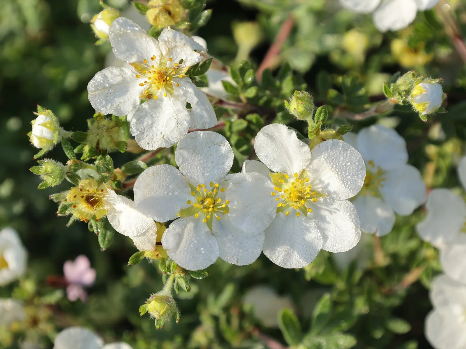 Dwarf Yellow Potentilla (Potentilla Fruticosa) — without the concern of overwhelming the garden; esteemed for its vibrant, buttery-yellow blossoms, it adds a
