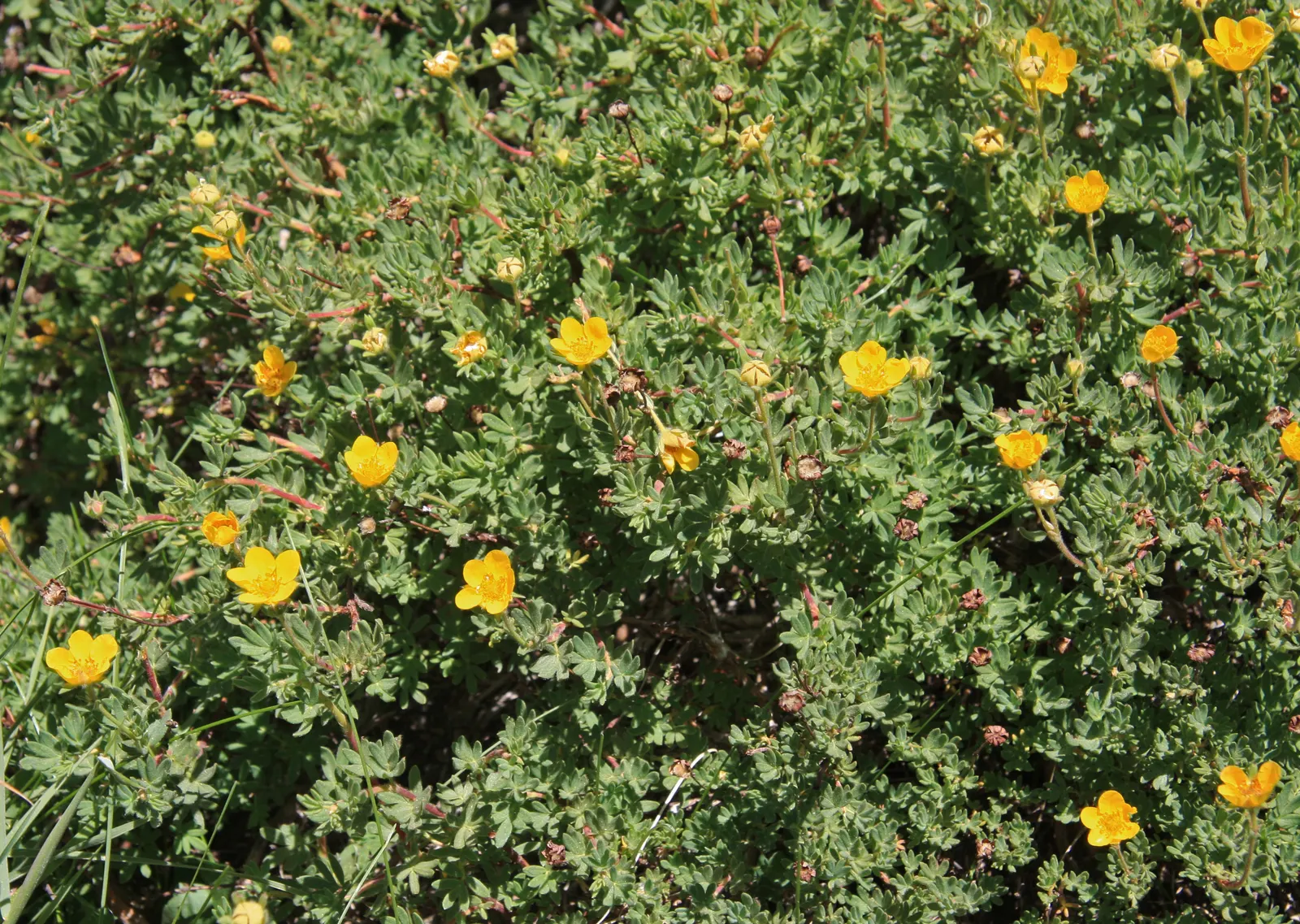 Dwarf Yellow Potentilla (Potentilla Fruticosa) — deciduous shrub reaching 1-3 feet in height with a similar spread; adding seasonal interest.<br><br>Potentilla