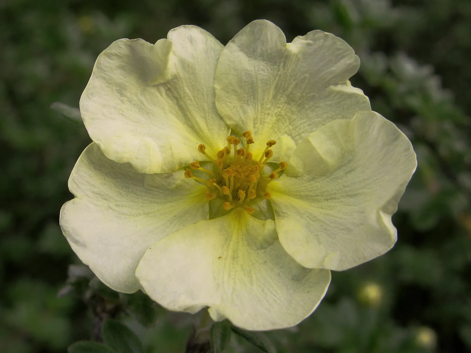 Dwarf Yellow Potentilla (Potentilla Fruticosa) — which speaks to its cold-hardiness and adaptability