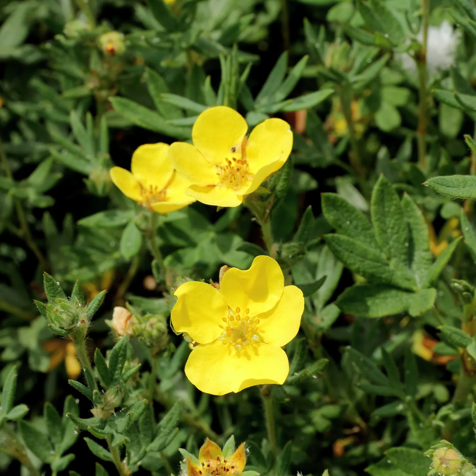 Dwarf Yellow Potentilla (Potentilla Fruticosa) — the Dwarf Yellow Potentilla is drought-resistant and low-maintenance; scientifically known as Potentilla