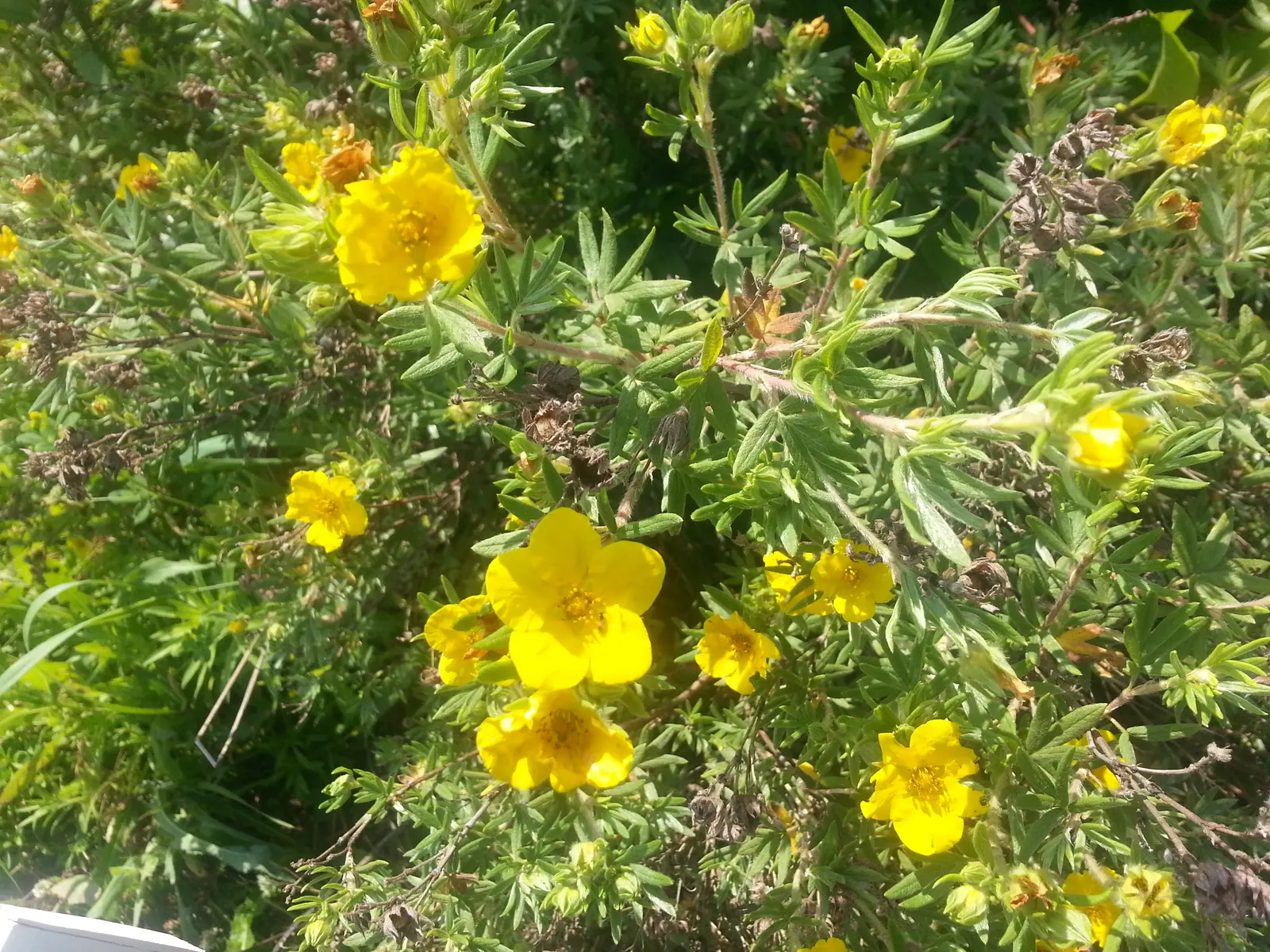 Dwarf Yellow Potentilla (Potentilla Fruticosa) — though well-draining soil is best; shrub with yellow blooms, image 62