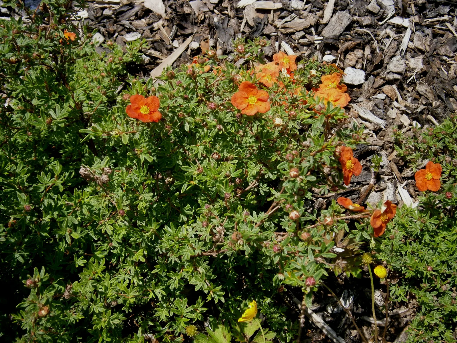 Dwarf Yellow Potentilla (Potentilla Fruticosa) — This extended blooming period provides a consistent source of color when many other plants start, image 34