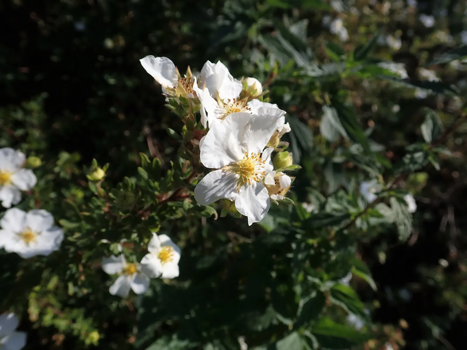 Dwarf Yellow Potentilla (Potentilla Fruticosa) — Esteemed for its vibrant, buttery-yellow blossoms, it adds a splash of color from early summer to, image 27