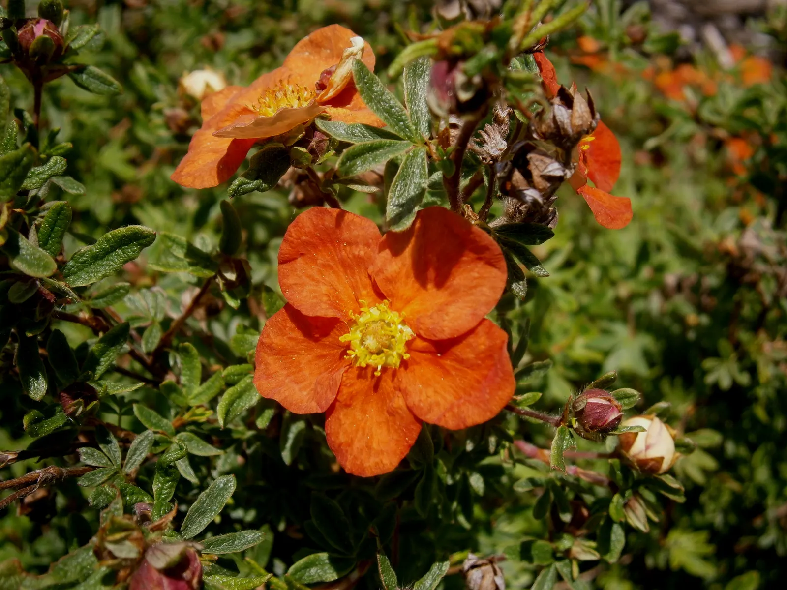 Dwarf Yellow Potentilla (Potentilla Fruticosa) — shrub with yellow blooms; though well-draining soil is best