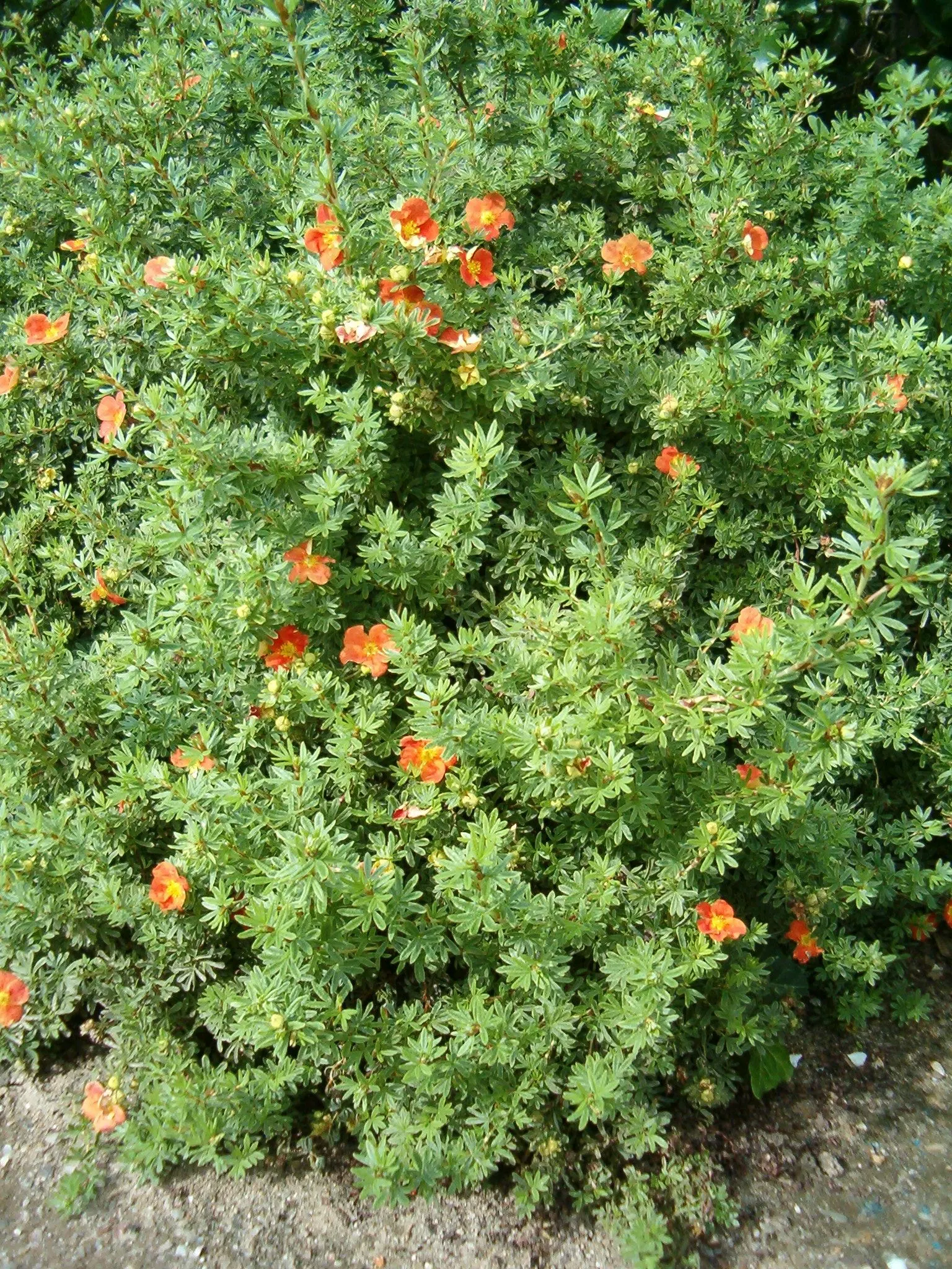 Dwarf Yellow Potentilla (Potentilla Fruticosa) — deciduous shrub reaching 1-3 feet in height with a similar spread; adding seasonal, image 50