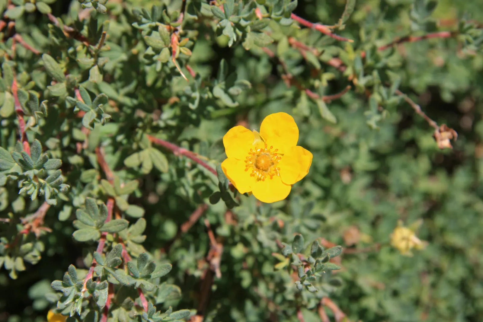 Dwarf Yellow Potentilla (Potentilla Fruticosa) — scientifically known as Potentilla fruticosa; the Dwarf Yellow Potentilla is drought-resistant and