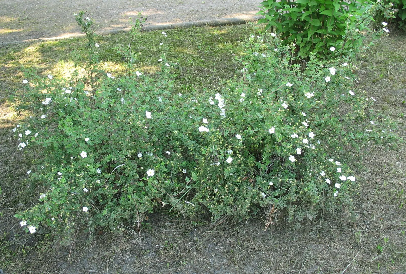 Dwarf Yellow Potentilla (Potentilla Fruticosa) — This extended blooming period provides a consistent source of color when many other plants start, image 58