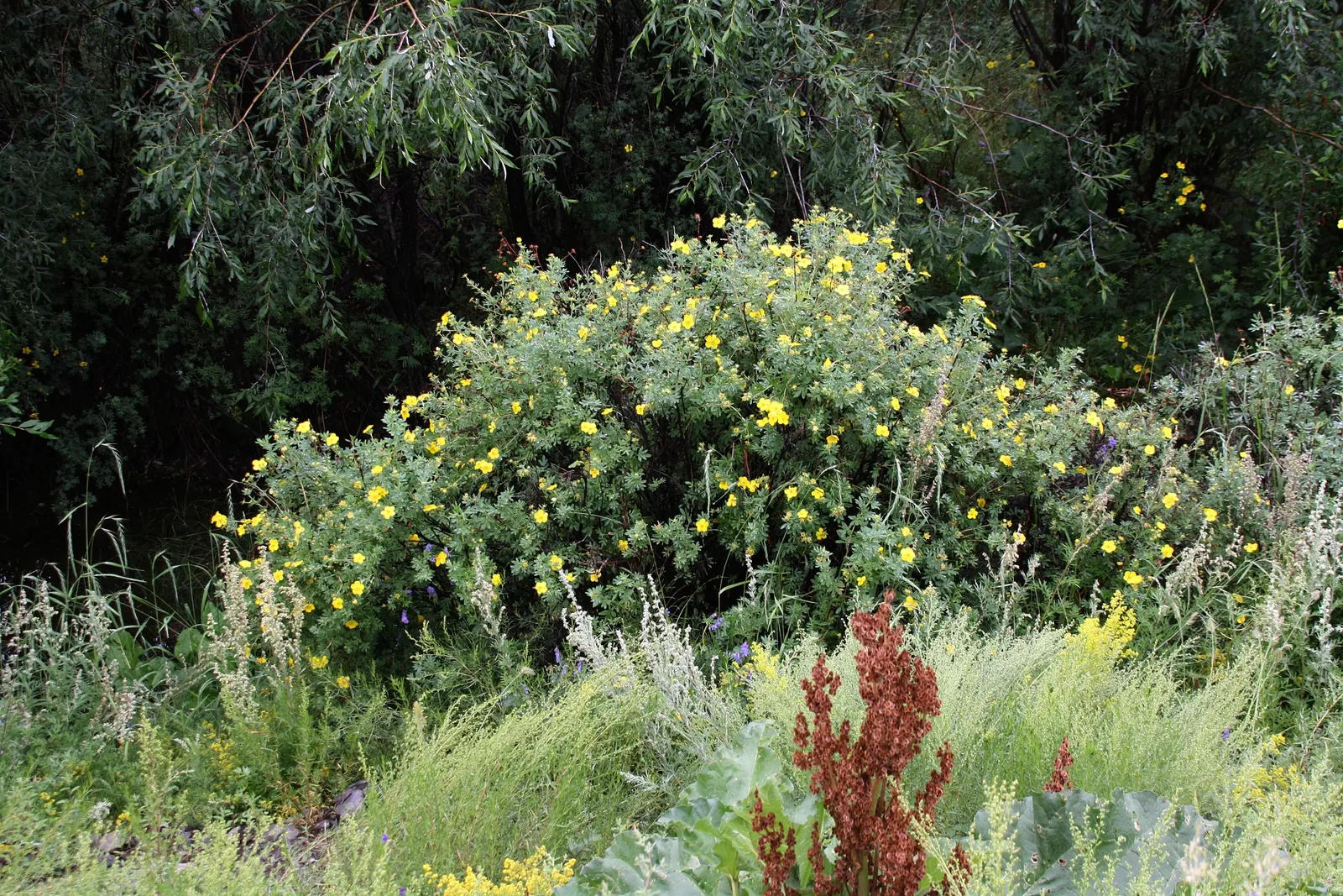 Dwarf Yellow Potentilla (Potentilla Fruticosa) — Typically maturing to a modest height of 1 to 3 feet with a similar spread; yellow flowers in the, image 55