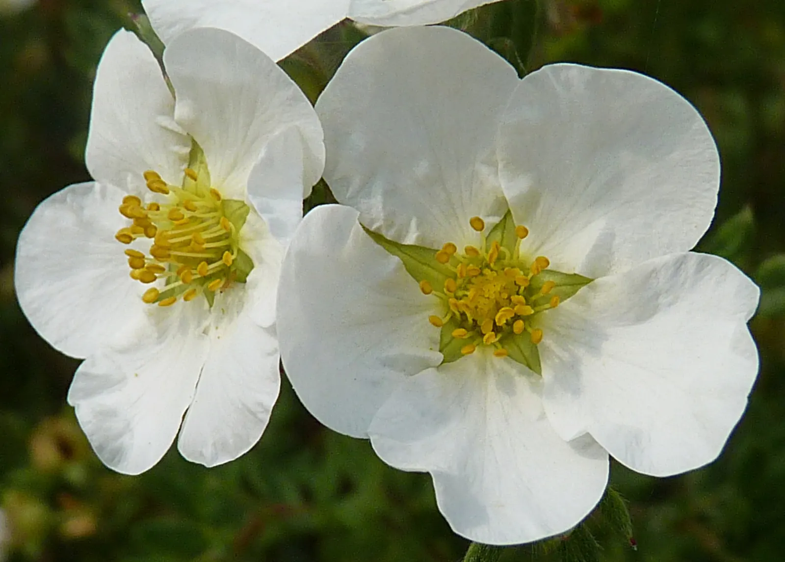 Dwarf Yellow Potentilla (Potentilla Fruticosa) — Hardy in USDA zones 2-7, it thrives in full sun to part shade and tolerates a range of soils; the, image 52