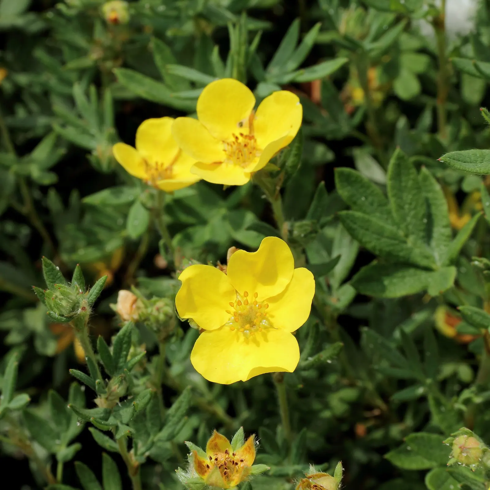 Dwarf Yellow Potentilla (Potentilla Fruticosa) — bloom profusely from early summer until the first frost
